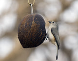 Migratory swallow carrying a coconut